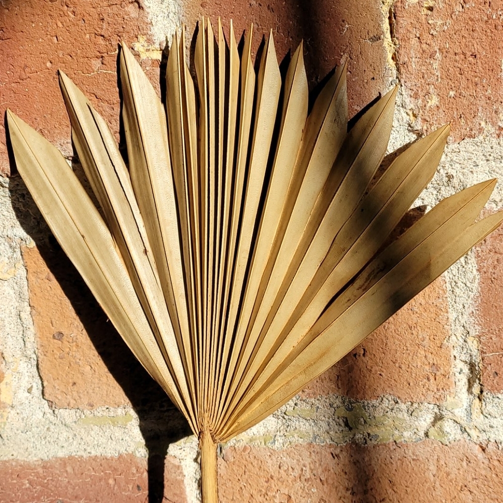 Palm leaf